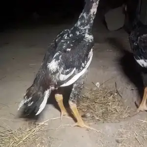 Дакан чуча, Турсунзаде