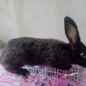 Кролик нар, Худжанд