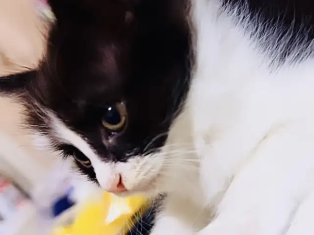 Шотландские вислоухие котята, Душанбе