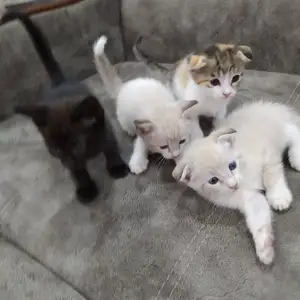 Котята, Бустон (Чкаловск)