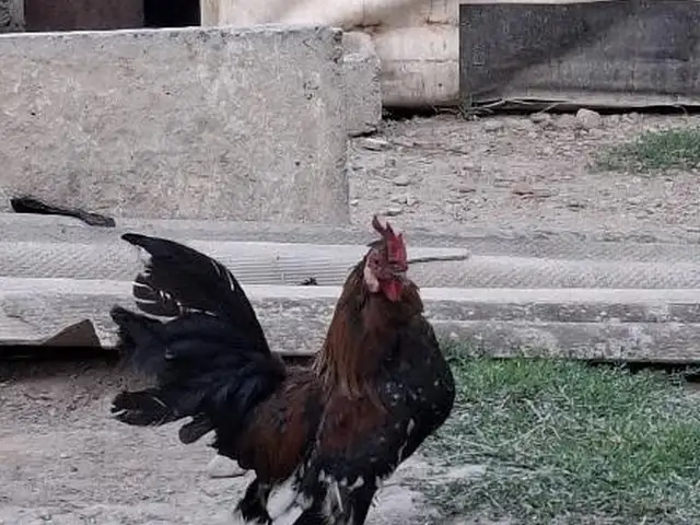 Мурги японча, Душанбе