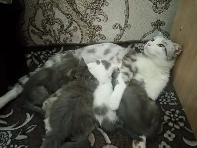 Шотландские котята, Худжанд
