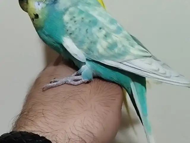 Попугай, Душанбе