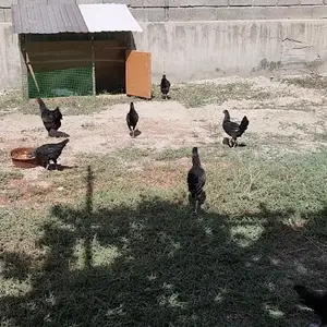 Чӯҷаҳои хонагӣ, Спитамен