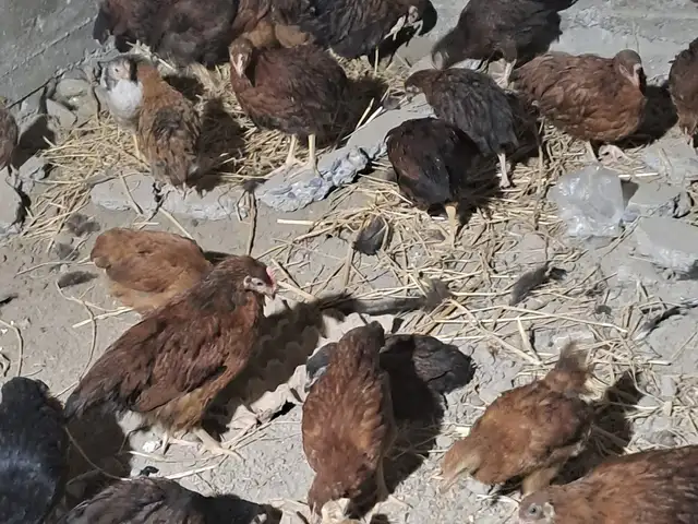 Мурги ломан, Худжанд