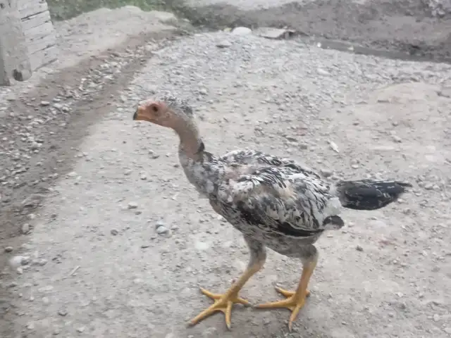 Чучахой дакан, Исфара