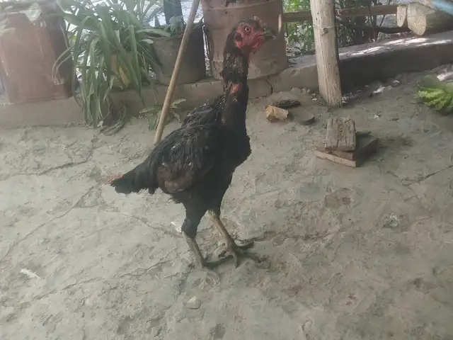 Мокиён, Матча