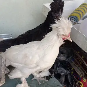 Мурги султанка, Рӯдакӣ
