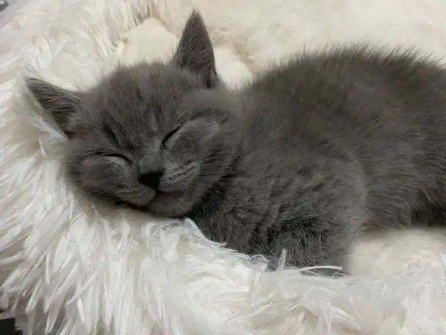 Шотландские котята, Худжанд
