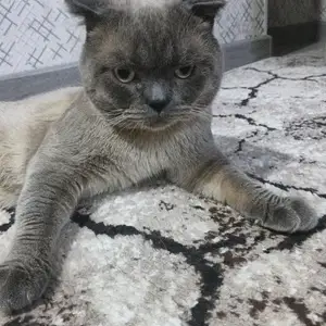 Шотландский кот на вязку, Худжанд