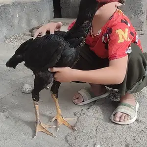 Чуча, Душанбе