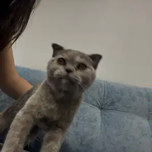 Шотландская вислоухая кошечка 4 мес, Душанбе