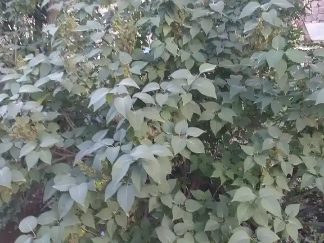 Сирень, Душанбе