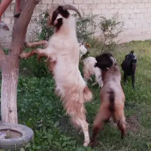 Буз, Душанбе