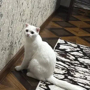 Пишаки шотландский, Душанбе
