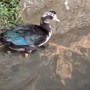 Утка, Вахдат