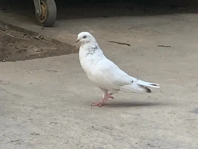 Голубь, Душанбе