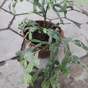 Декабрист растение, Худжанд