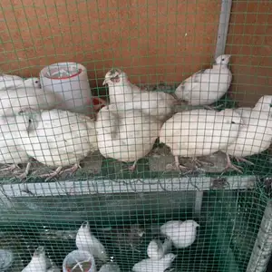Тухми бедона барои чучабарори, Душанбе