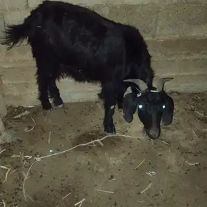 Буз, Восе
