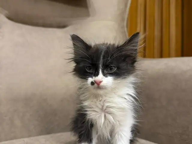 Котик, Душанбе