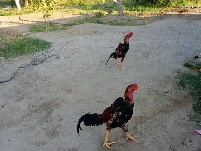 Дакан, Канибадам