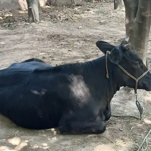 Гуночини якним сола, Вахдат