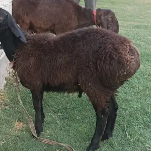 Гусфанд, Душанбе