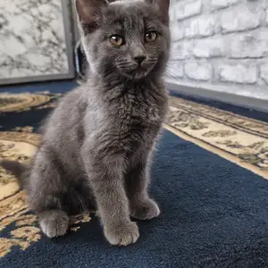 Британская кошка, Душанбе