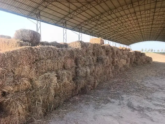 Юнучка, Душанбе