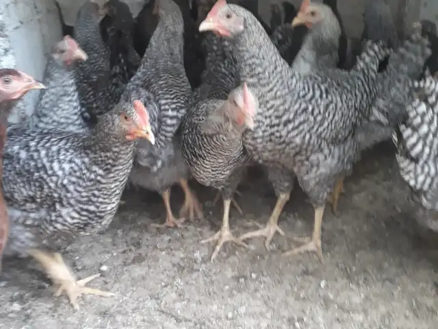 Чучаи доминант, Ҳисор