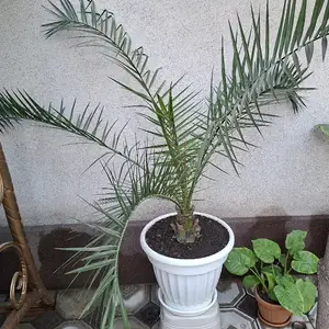 Комнатные растения, Душанбе