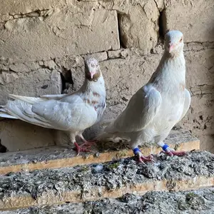 Кафтар, Кабодиён