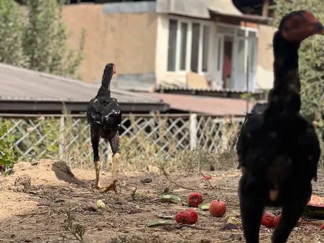 Чучахо, Душанбе