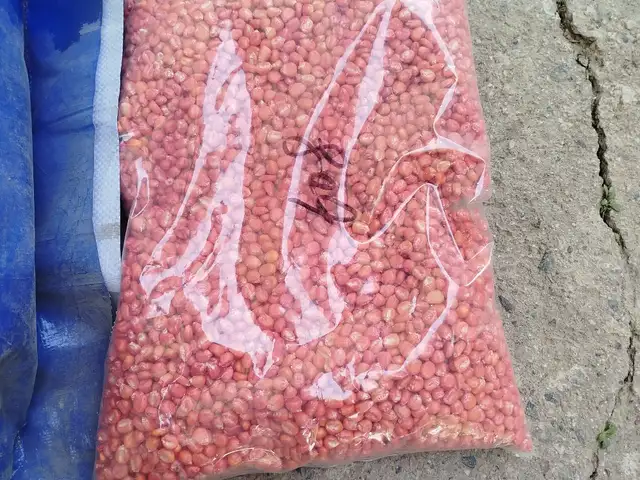 Чигори тухм, Гиссар