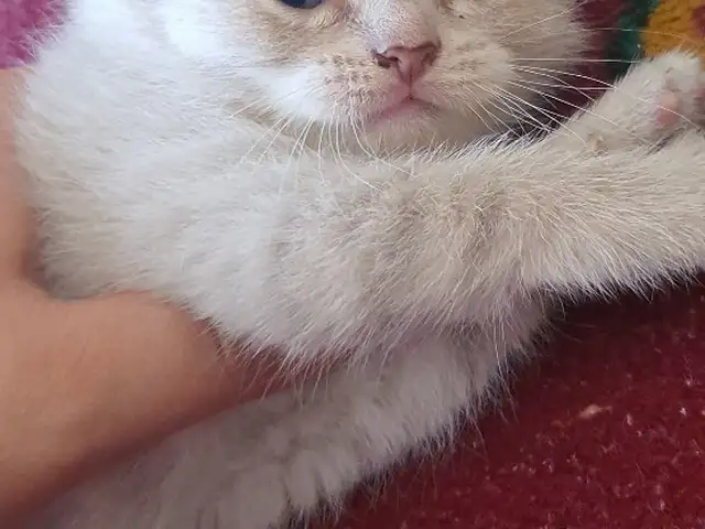 Кот, Хуҷанд