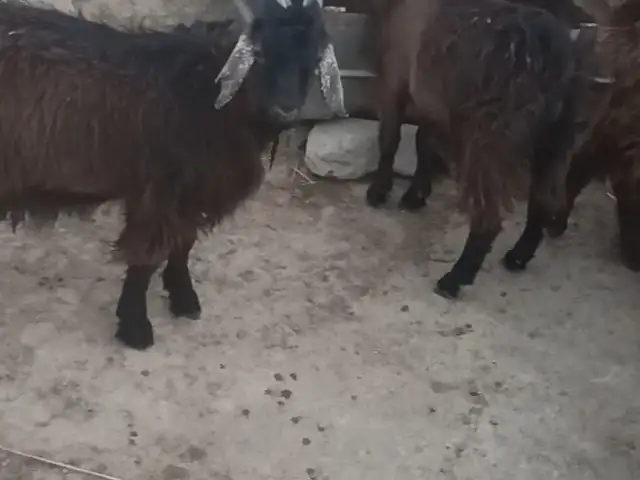 Така, Дангара