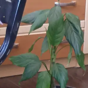 Гули хонаги, Душанбе