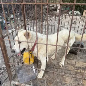 Алабай, Канибадам