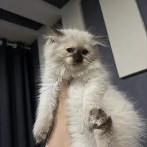 Котенок девочка, Душанбе
