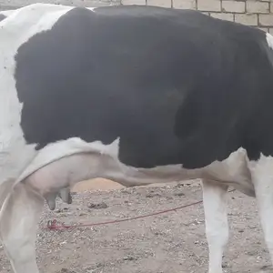 Гов, Худжанд