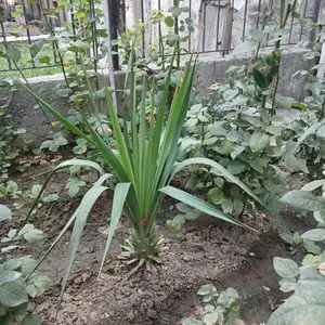 Юкка садовая, Худжанд