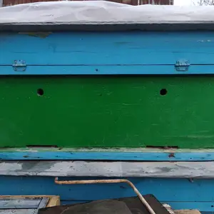 Кутии занбур, Душанбе