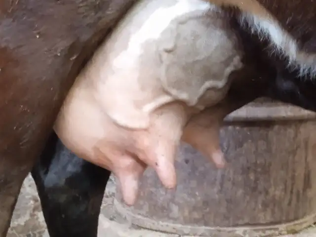 Гуночини карпат, Душанбе