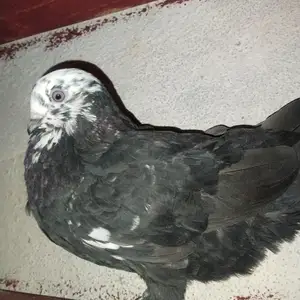 Голубь белоголовый жук, Душанбе