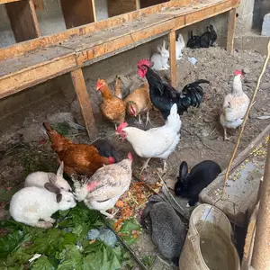 Мурги хонаги, Худжанд