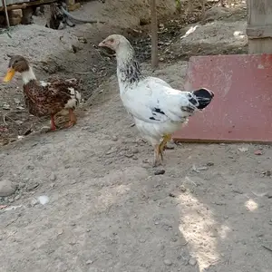 Рябушка, Вахдат