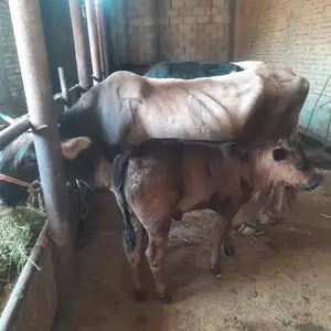 Гови оча бача, Худжанд