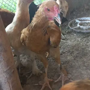 Хурузхо, Вахдат