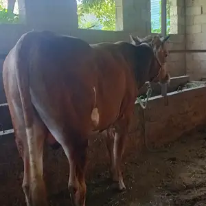 Бука, Душанбе